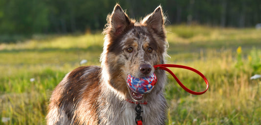 Biothane Ball Tugs 7cm