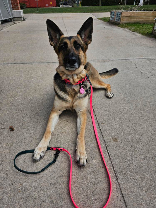 Biothane Double Clasp Leash