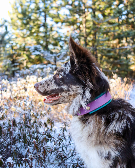 Two-Tone Buckle Collar