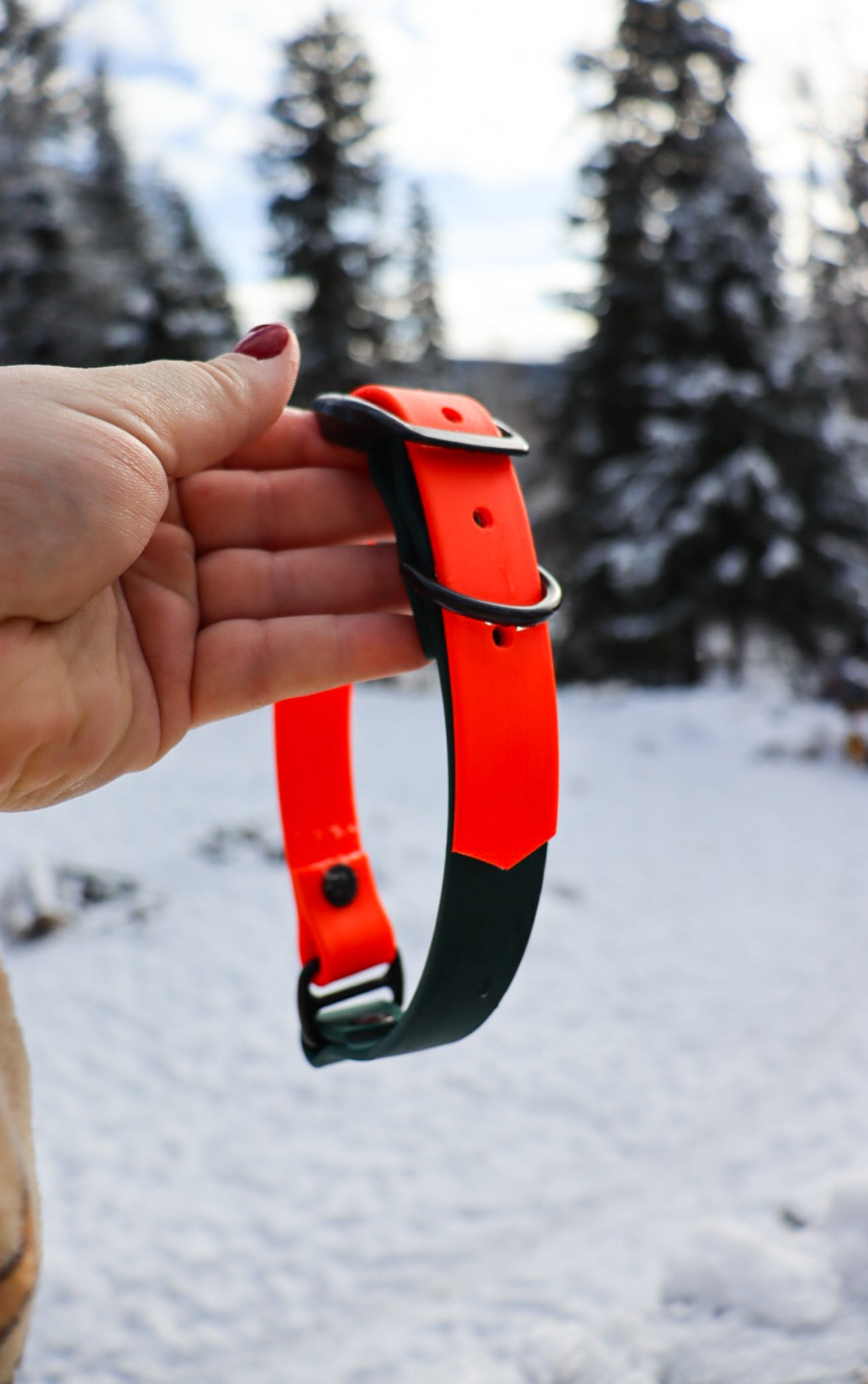 Two-Tone Buckle Collar