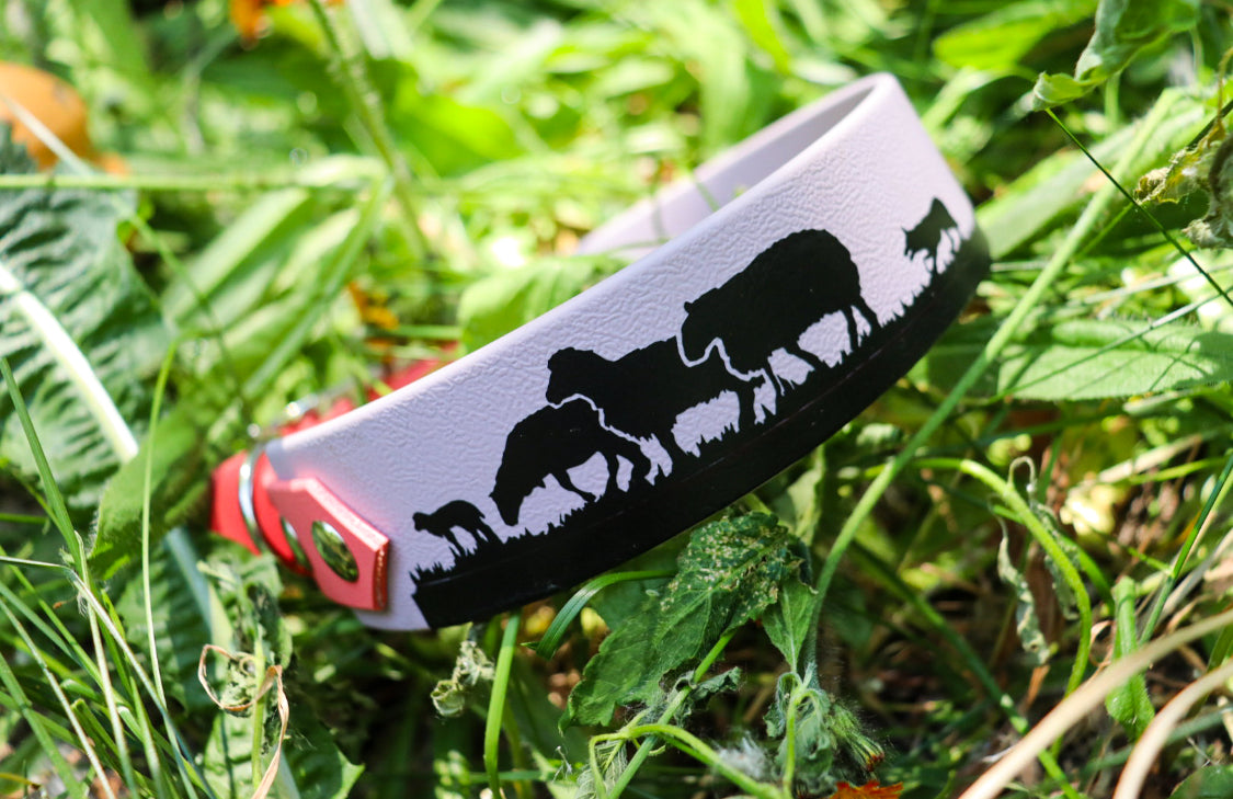 Herding Sheep Buckle Collar